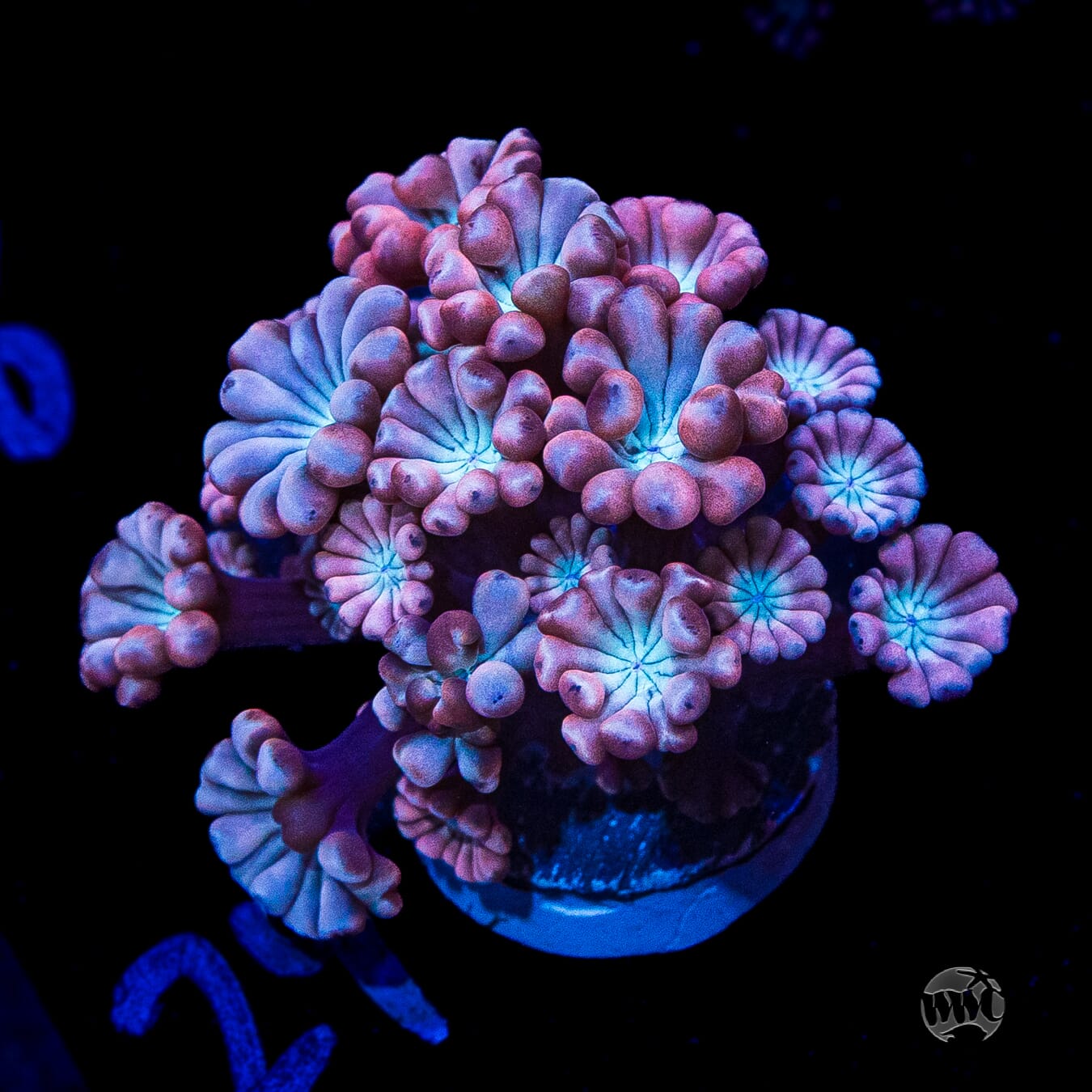 WWC Rose Hologram Alveopora