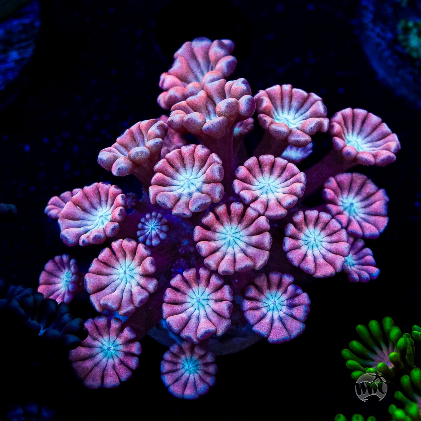 WWC Rose Hologram Alveopora