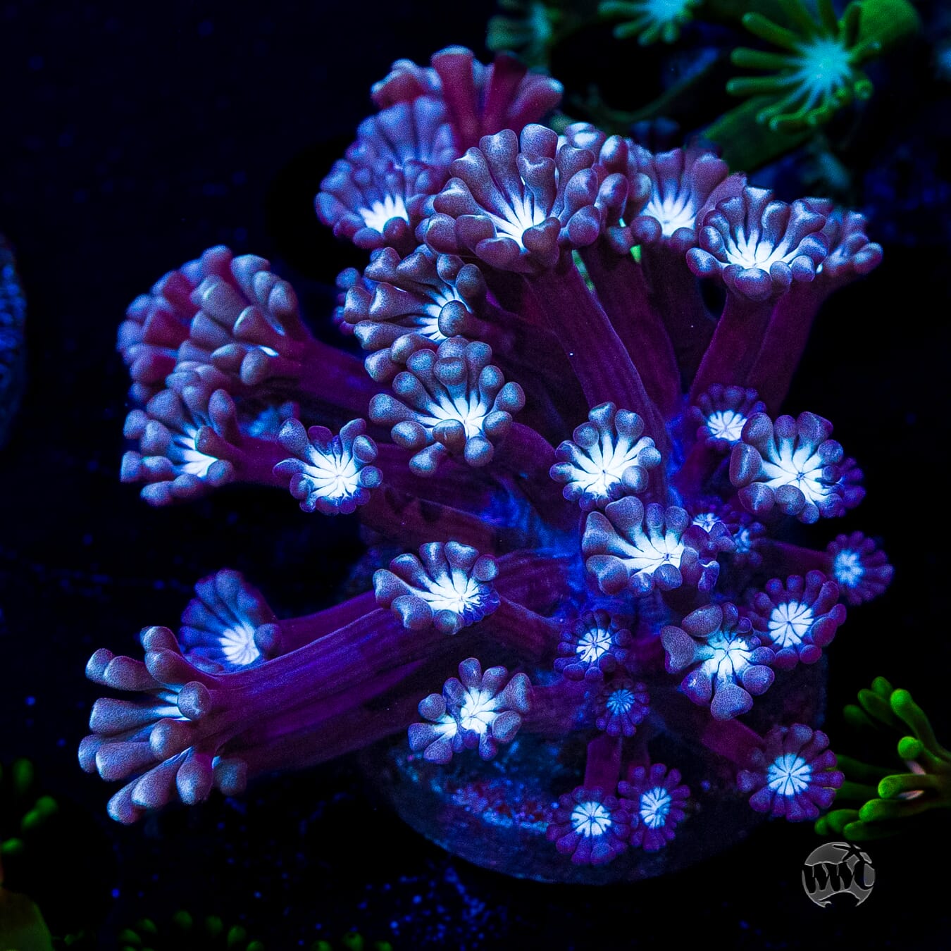 Purpz Alveopora