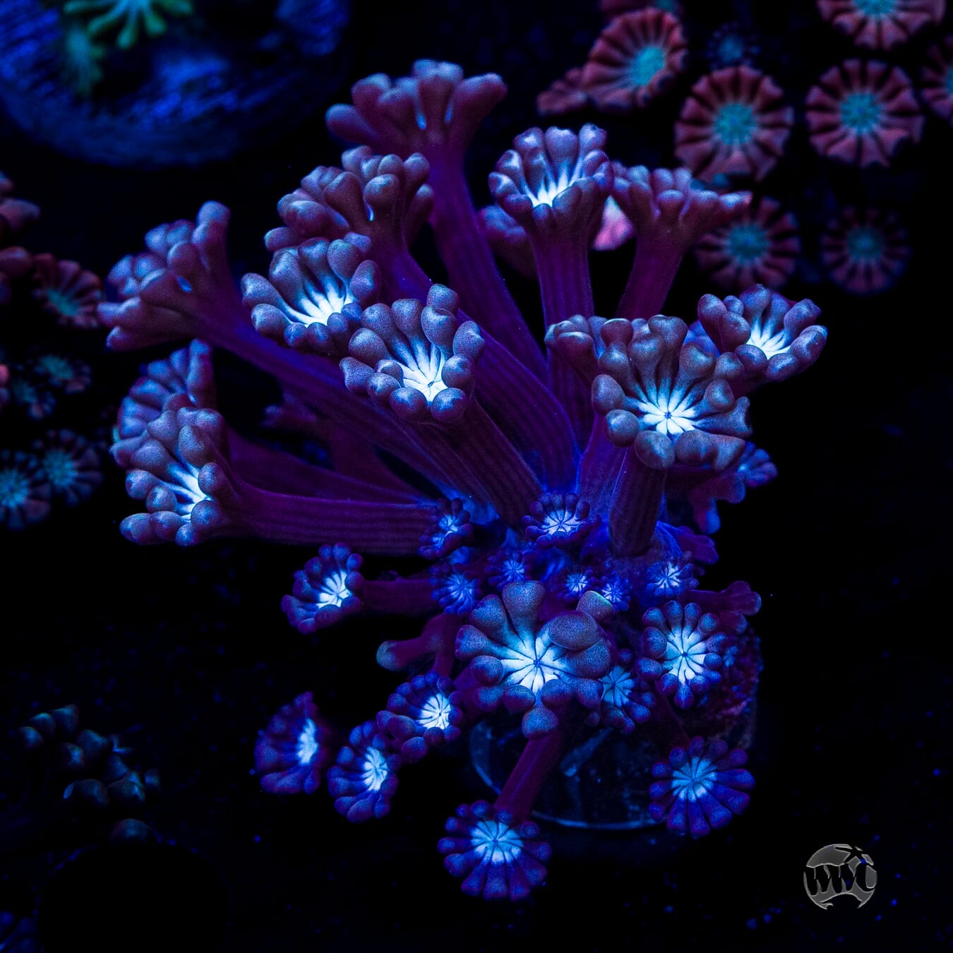 Purpz Alveopora