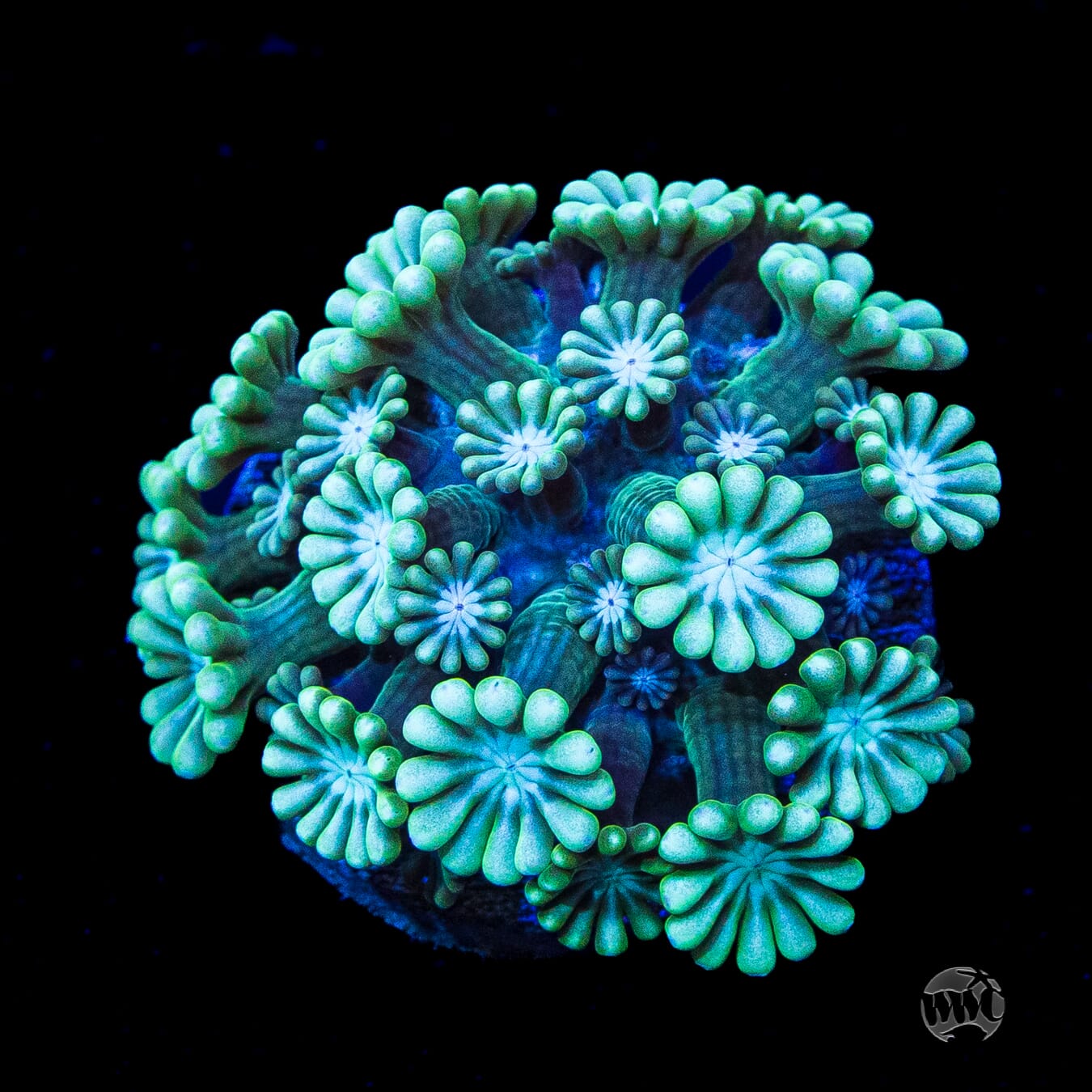 Spearmint Alveopora