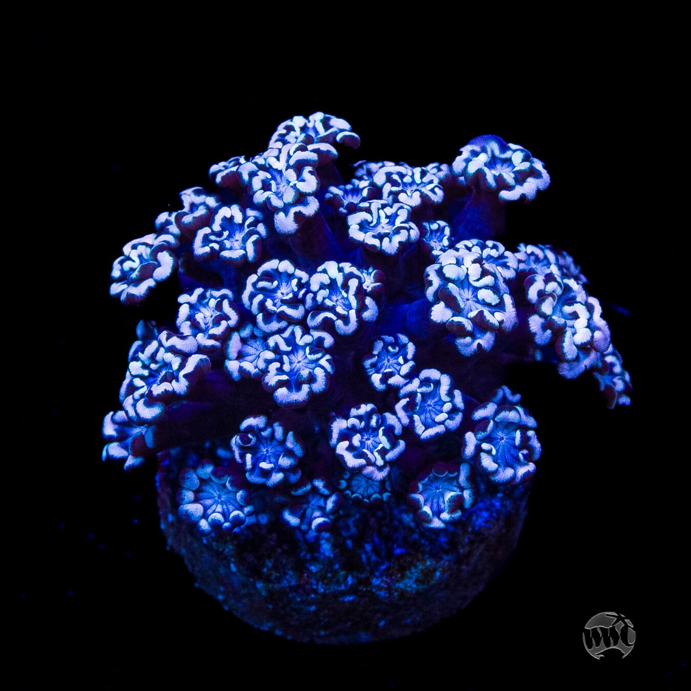 I Love Lavender Alveopora