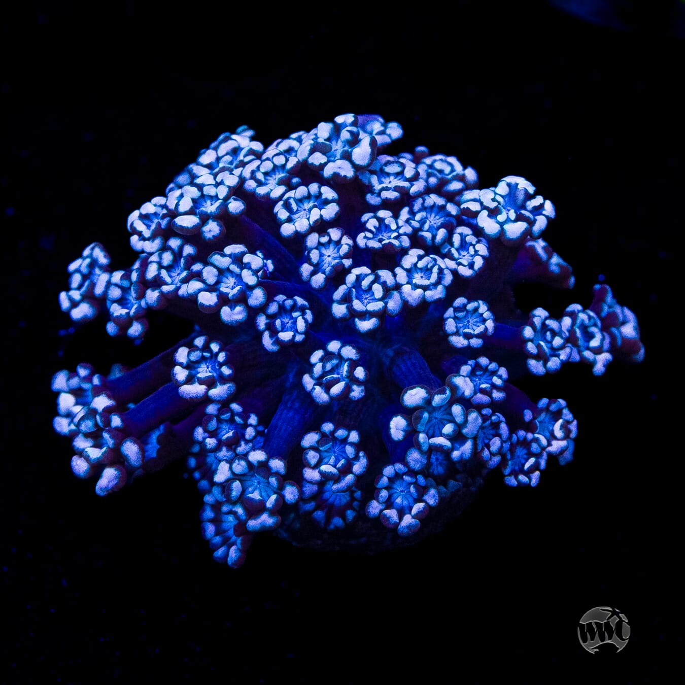 I Love Lavender Alveopora