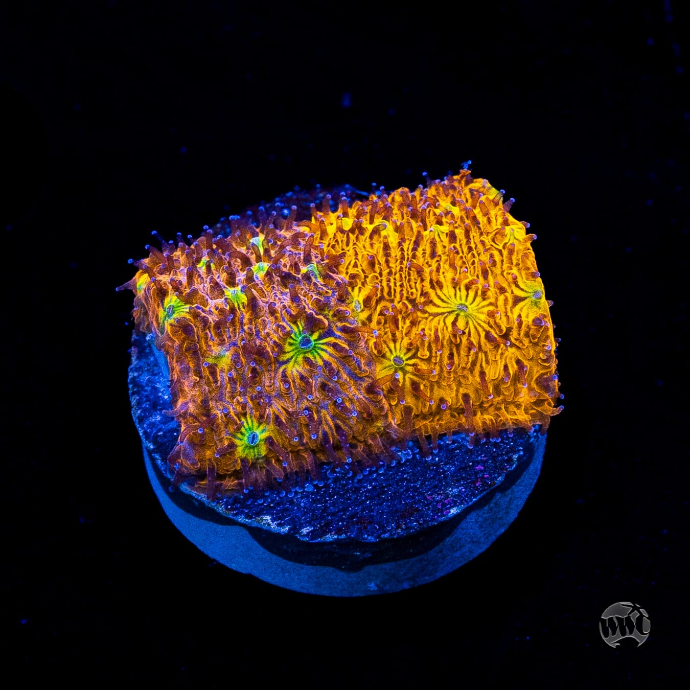 WWC Grafted C3PO Lithophyllon