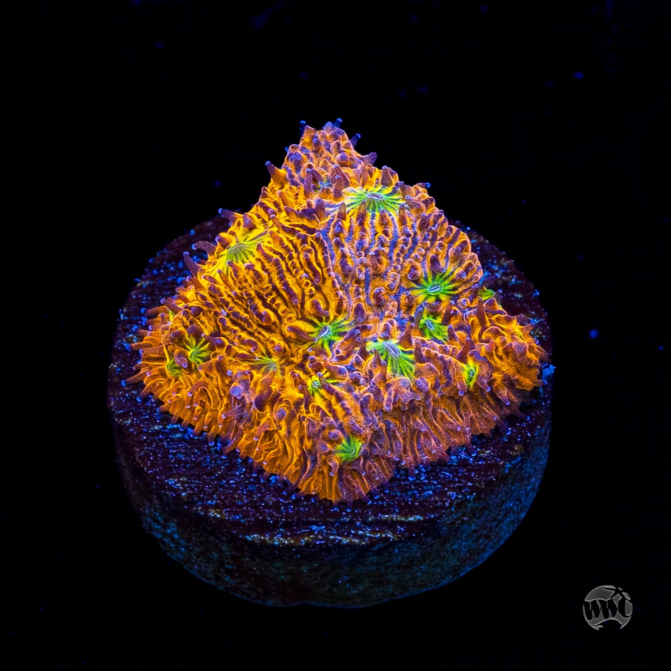 WWC Grafted C3PO Lithophyllon