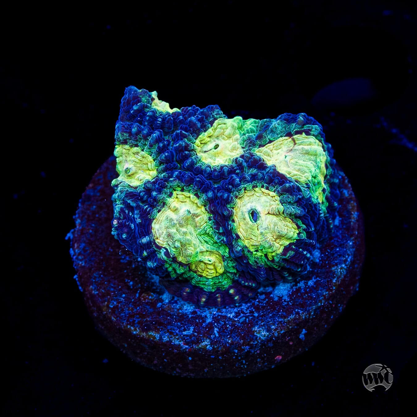 WWC Gold Digger Favia