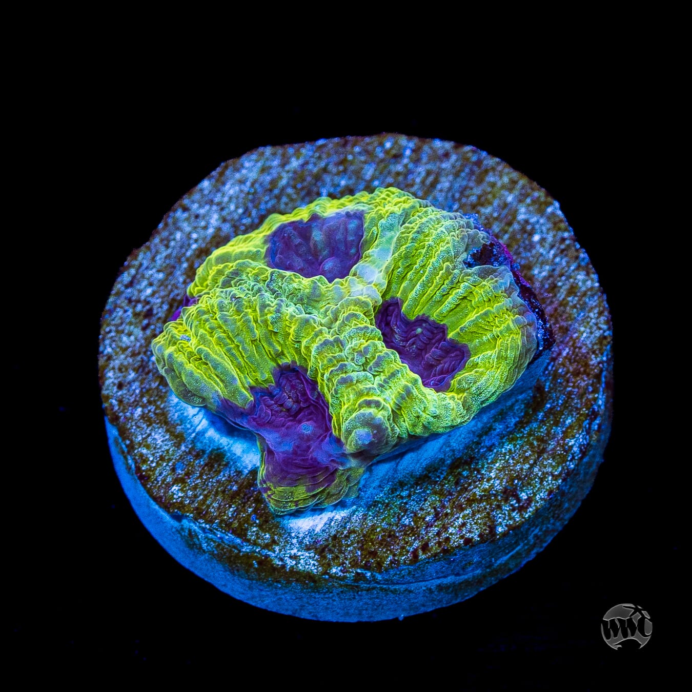 WWC Lemon Zoinkerz Favia