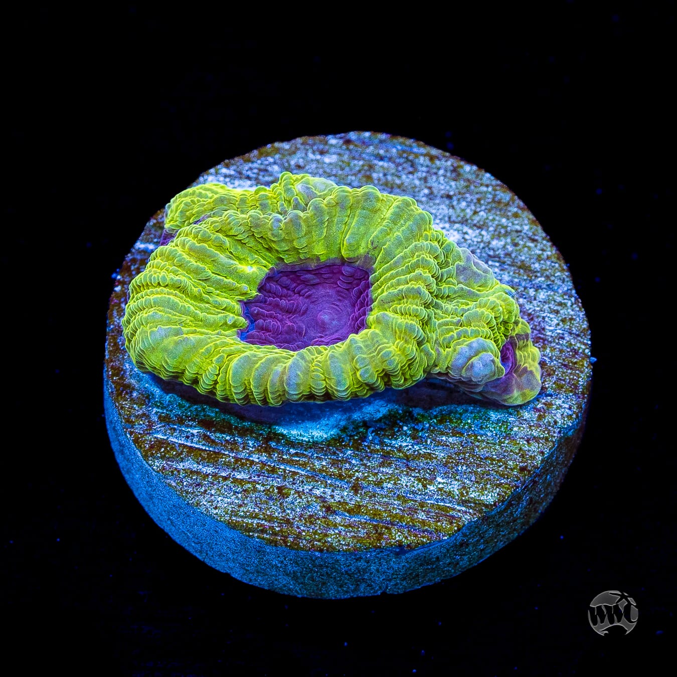 WWC Lemon Zoinkerz Favia