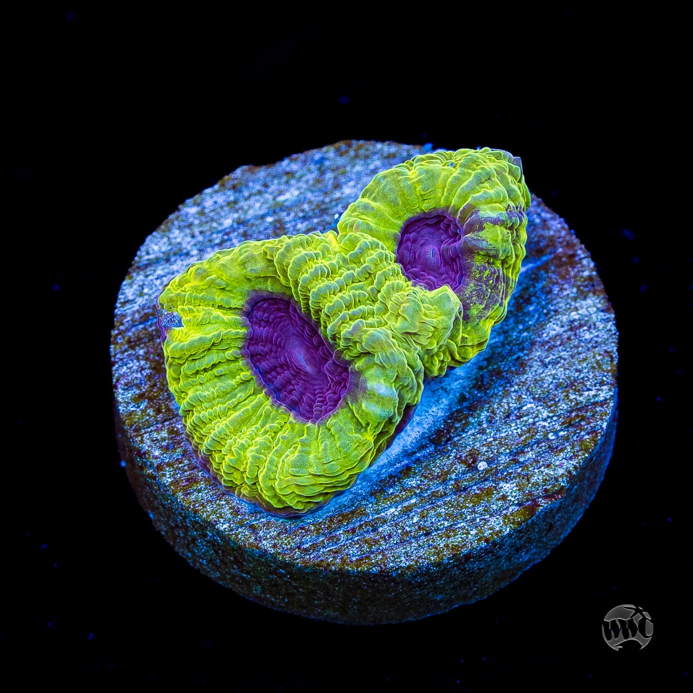 WWC Lemon Zoinkerz Favia
