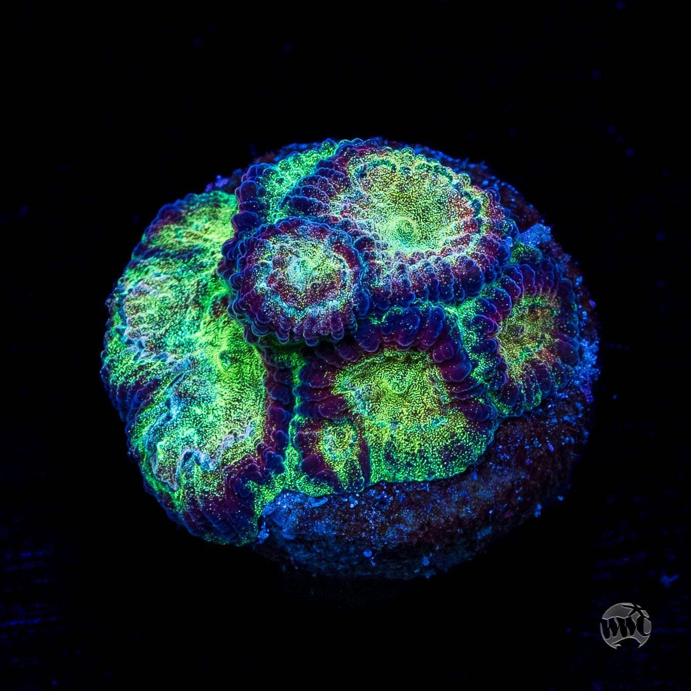 WWC Gold Dust Favia