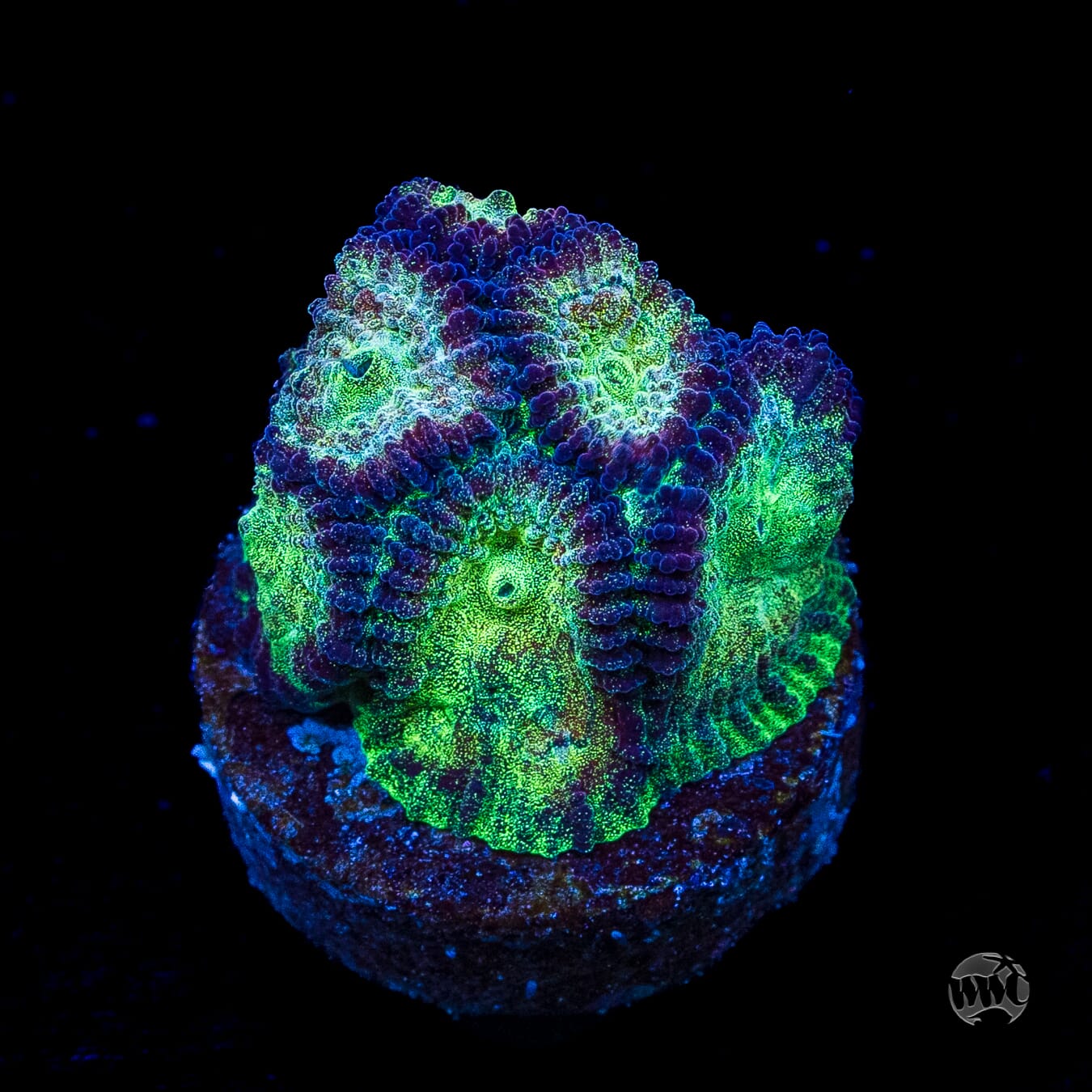 WWC Gold Dust Favia