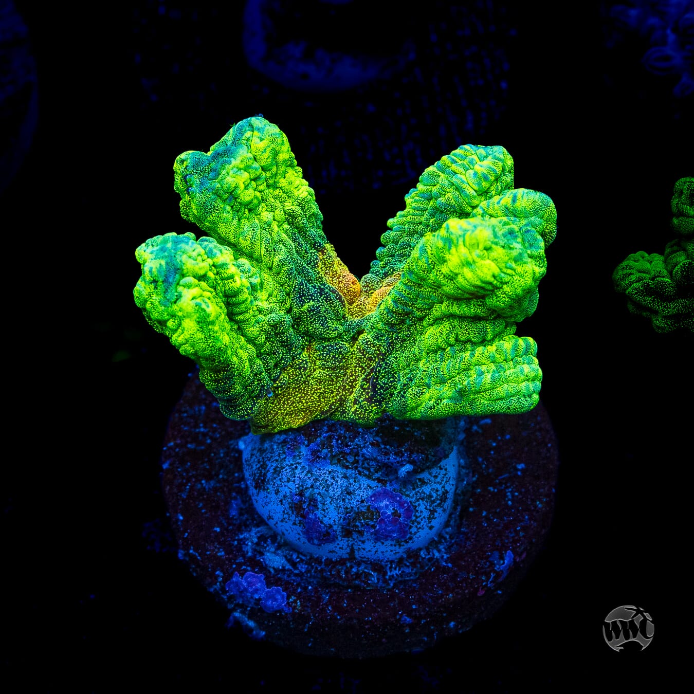 Space Invader Pectinia