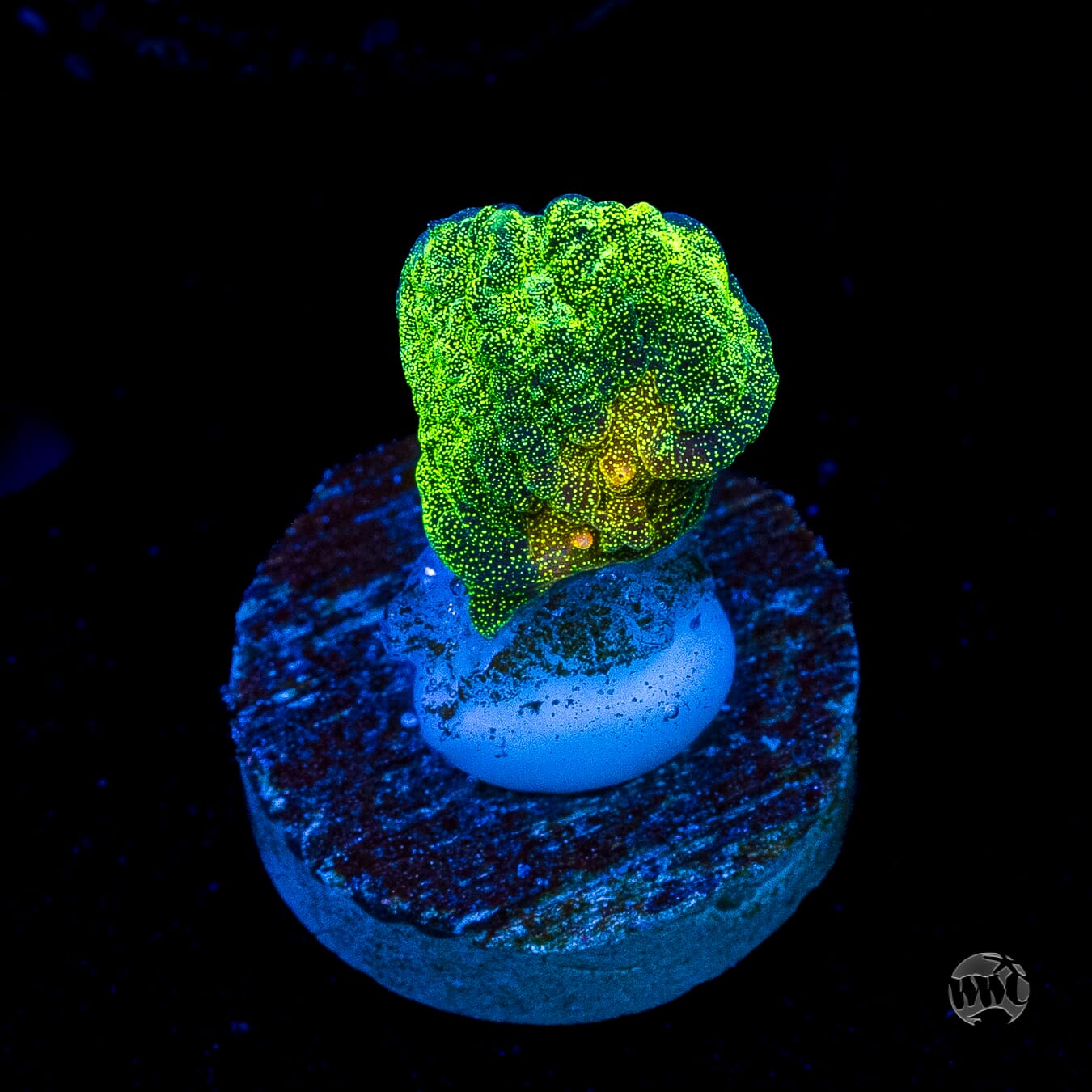 Space Invader Pectinia
