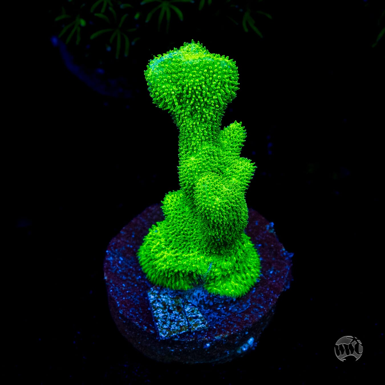 ORA Kelly Green Branching Psammocora