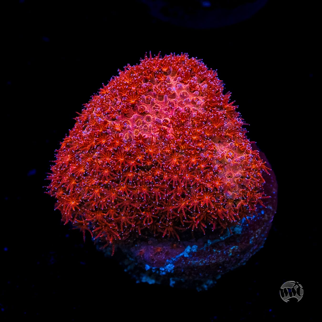 WWC Crimson Stylocoeniella