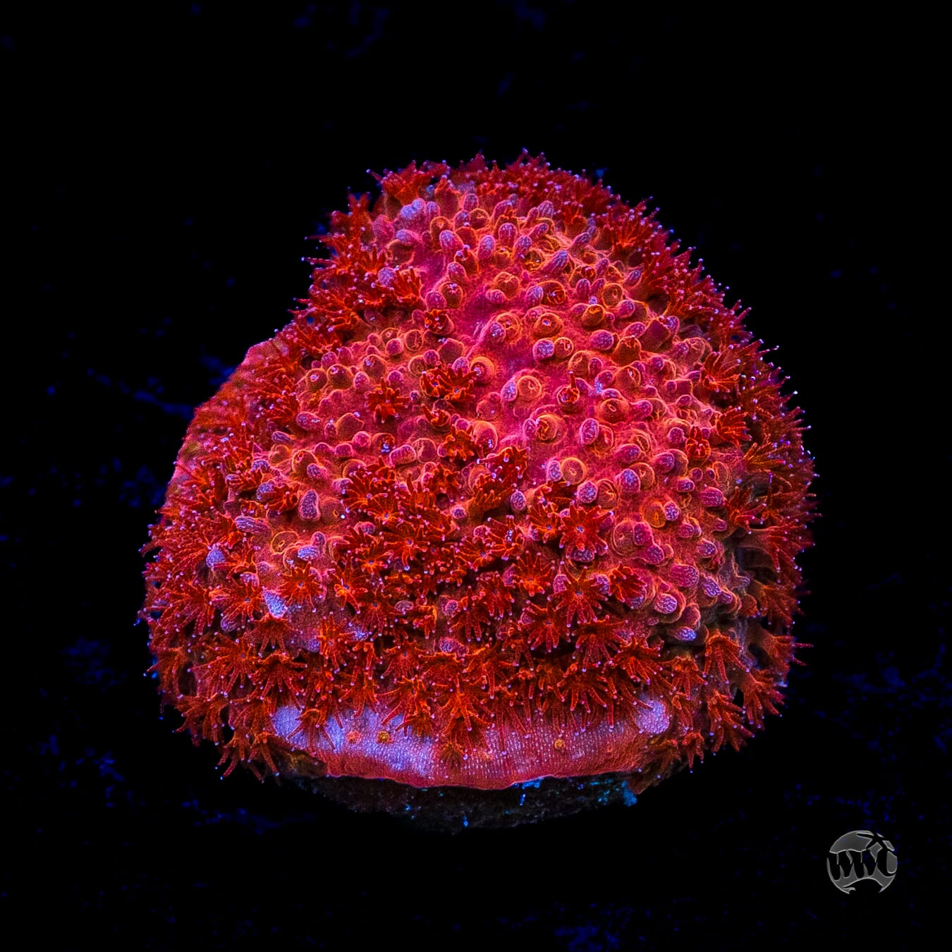 WWC Crimson Stylocoeniella
