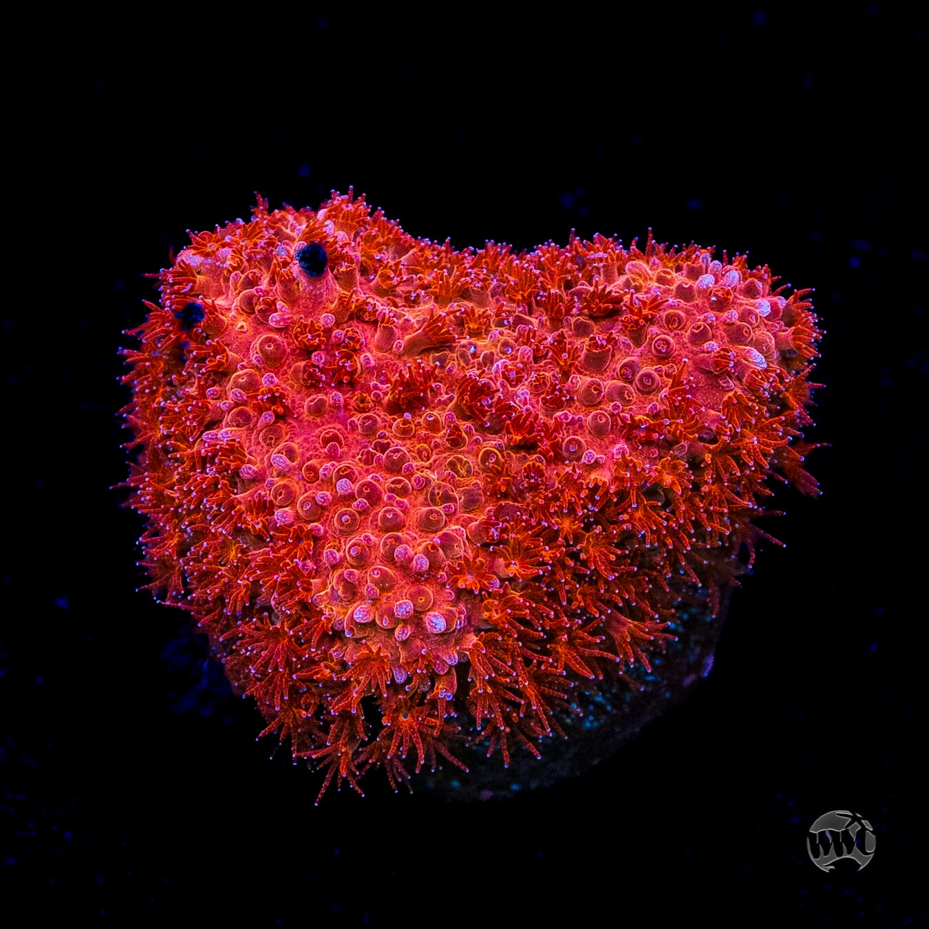 WWC Crimson Stylocoeniella