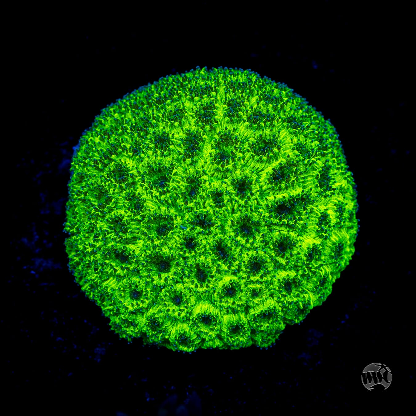 WWC Neon Plesiastrea