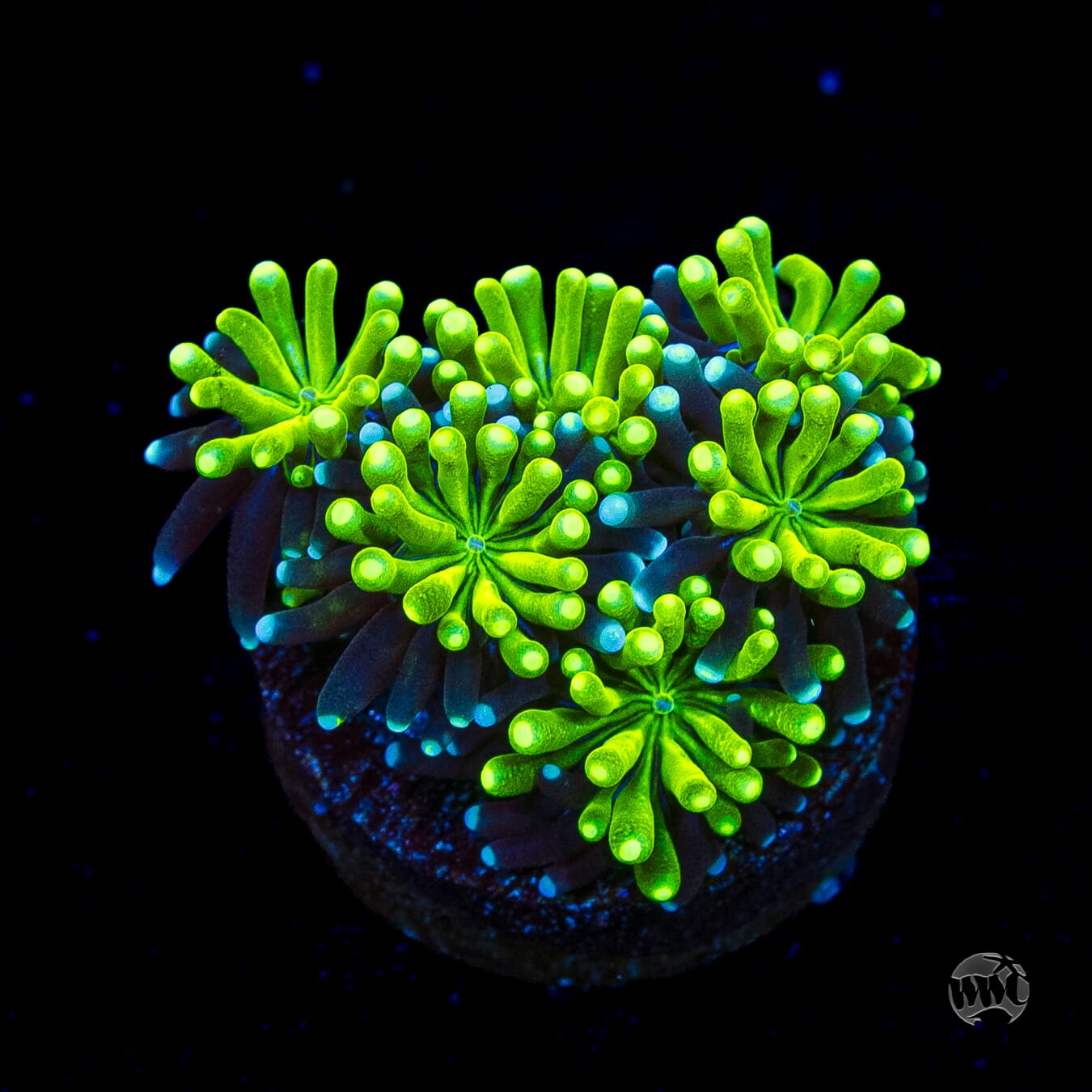 WWC Lemonade Galaxea