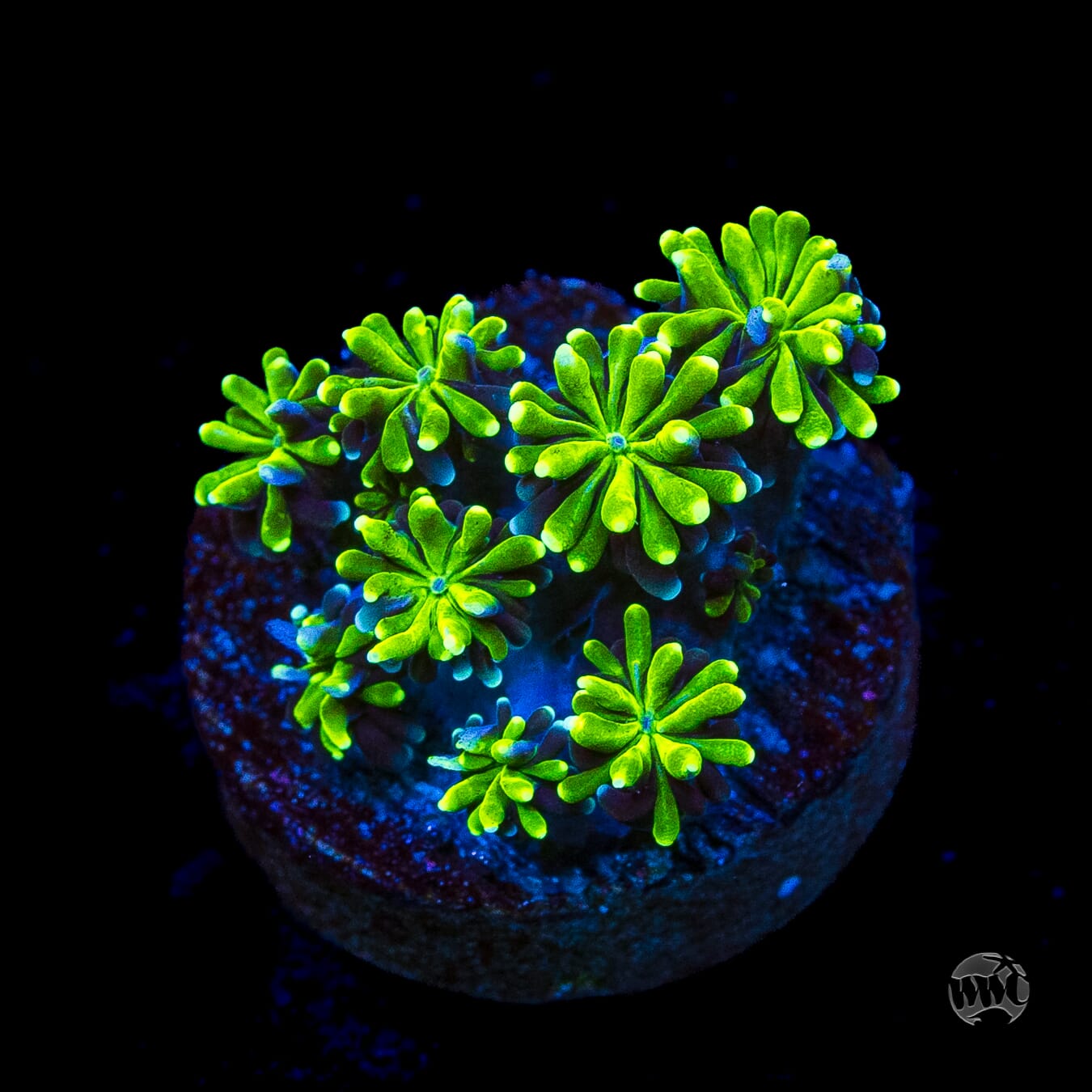 WWC Lemonade Galaxea