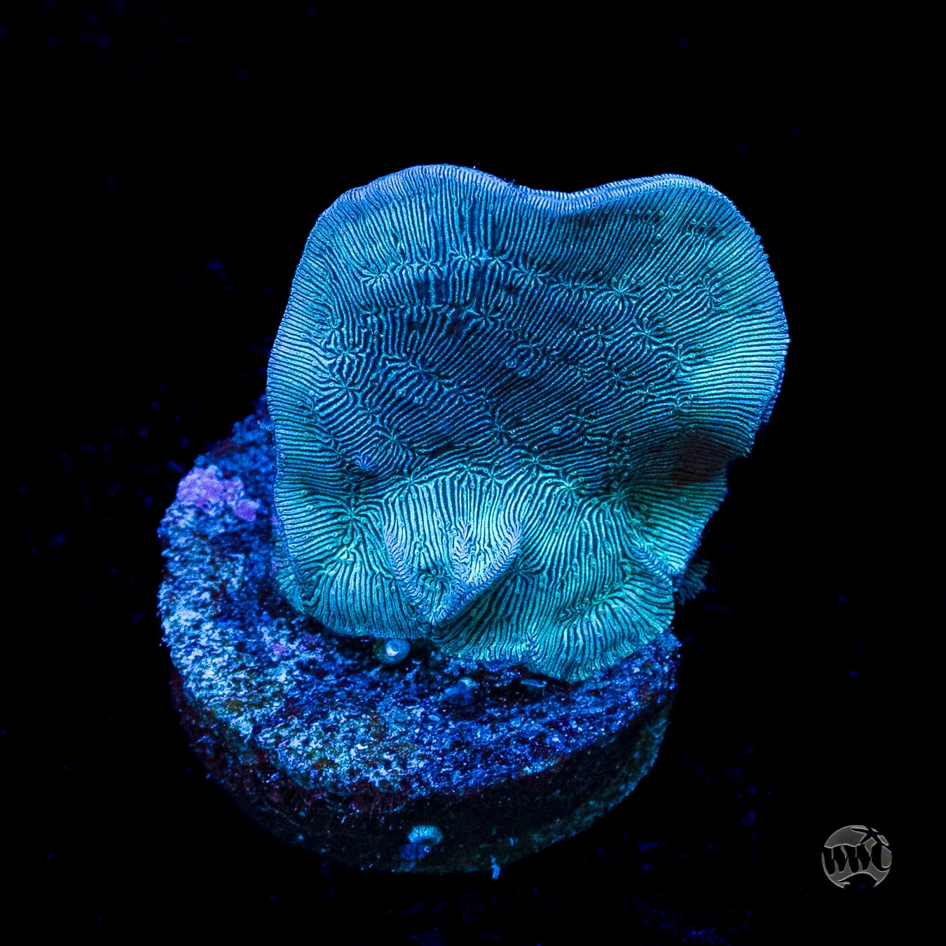 WWC Dusky Pavona
