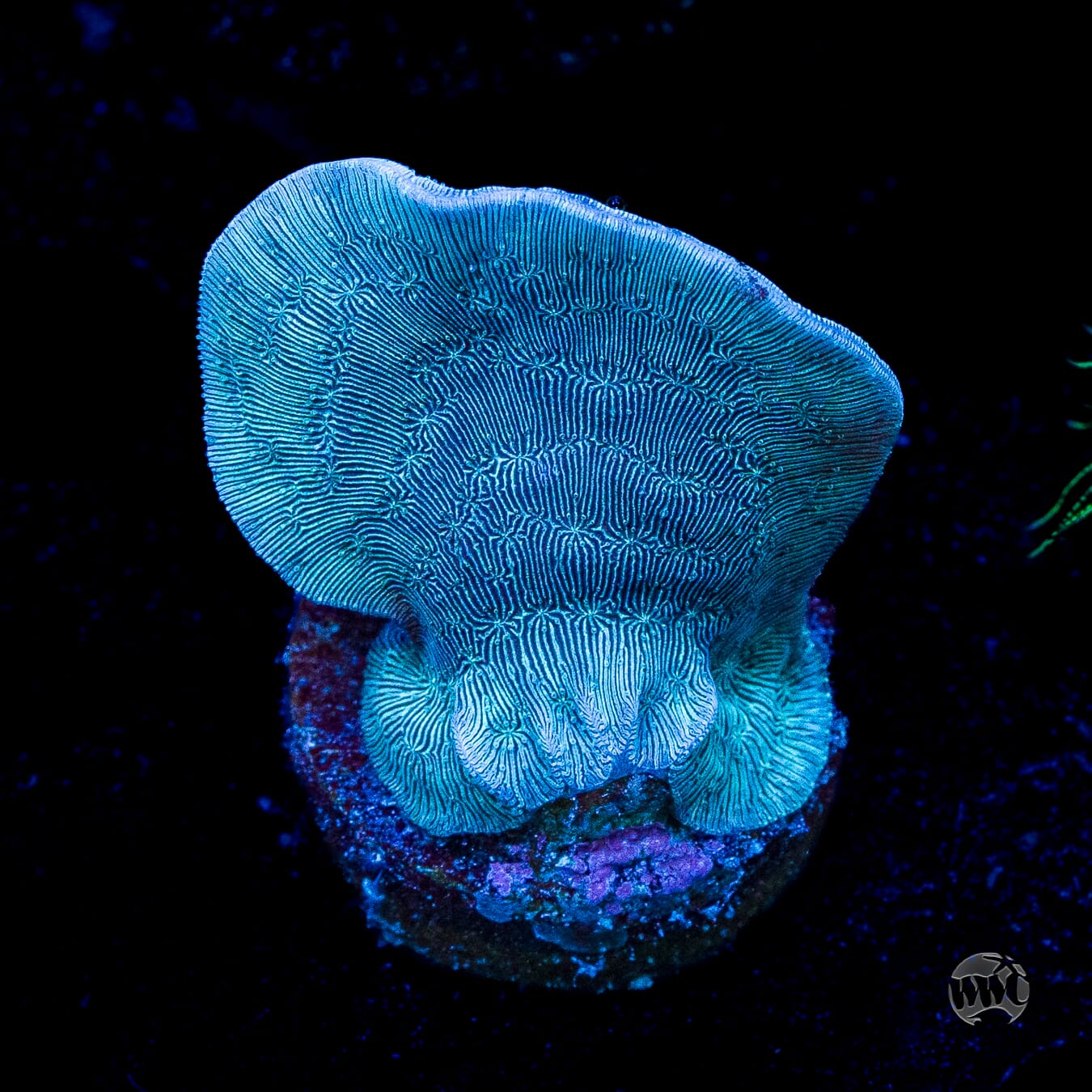 WWC Dusky Pavona