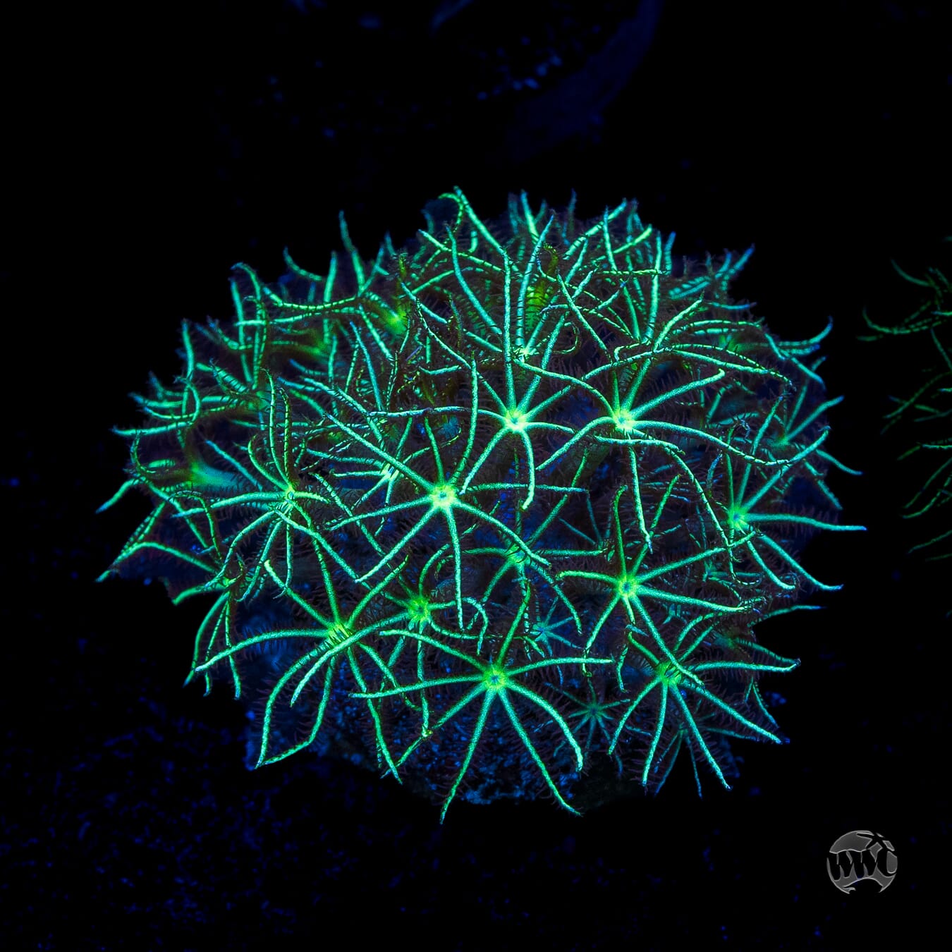 WWC Star Polyps
