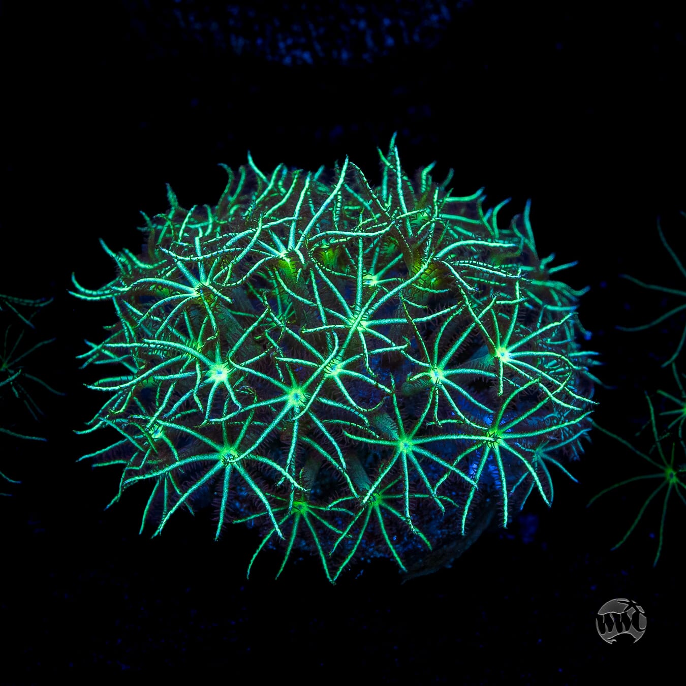 WWC Star Polyps