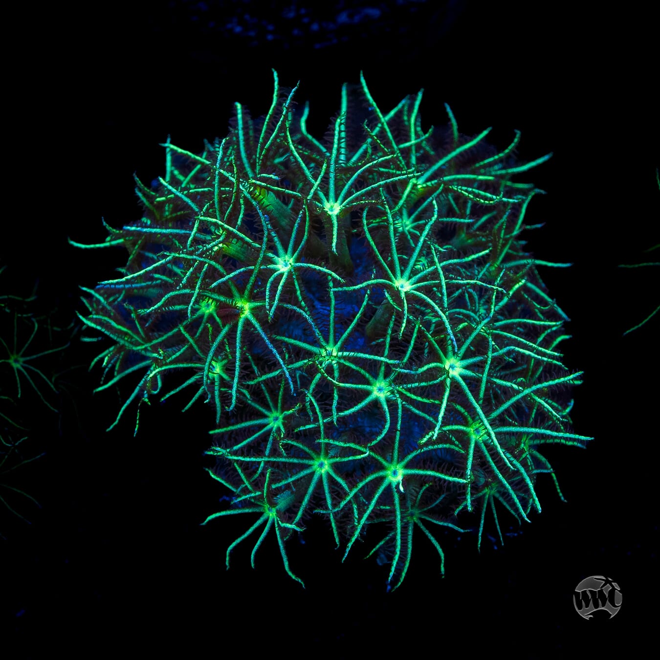 WWC Star Polyps