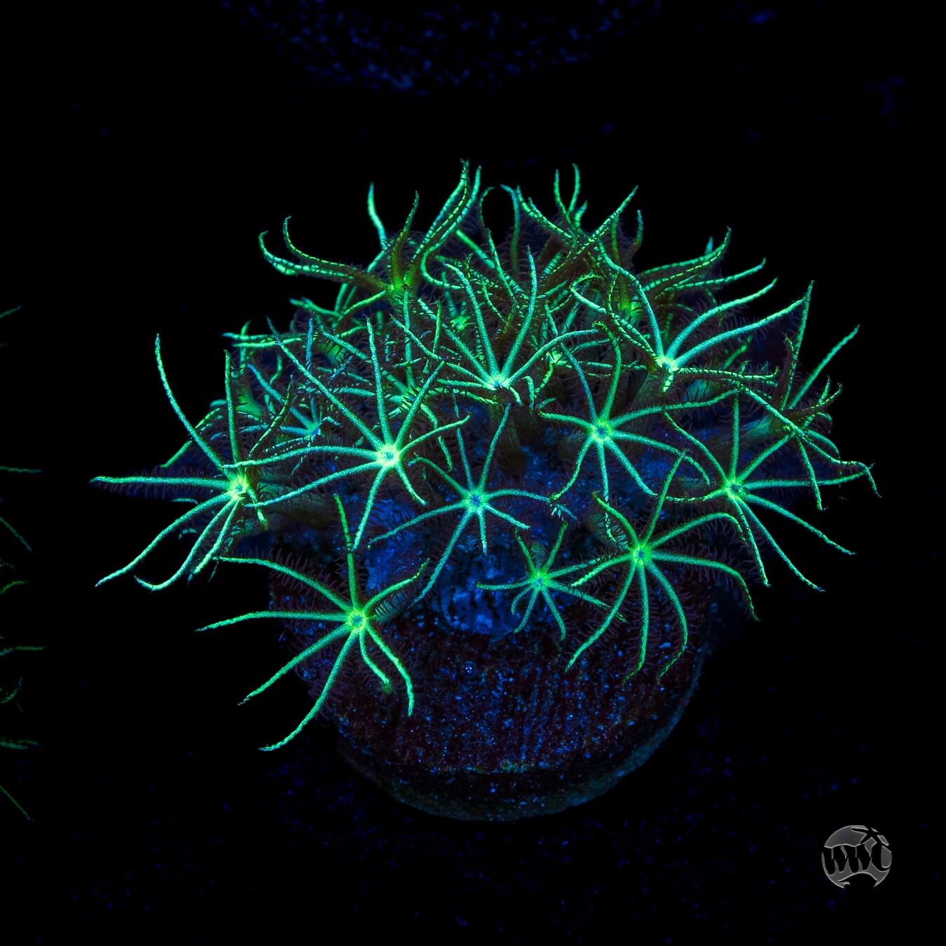 WWC Star Polyps