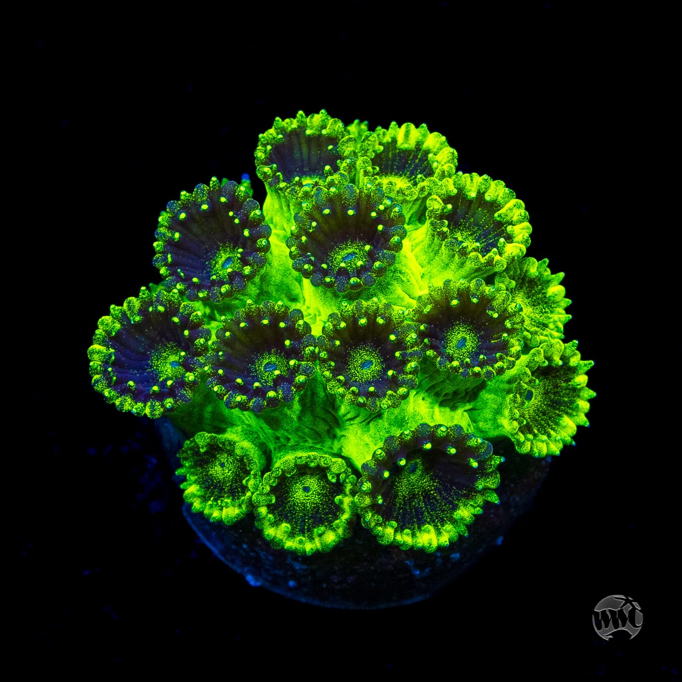 WWC Mint Chip Plesiastrea