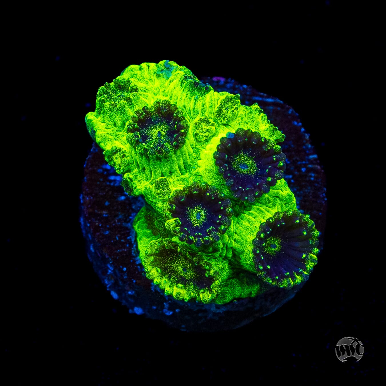 WWC Mint Chip Plesiastrea