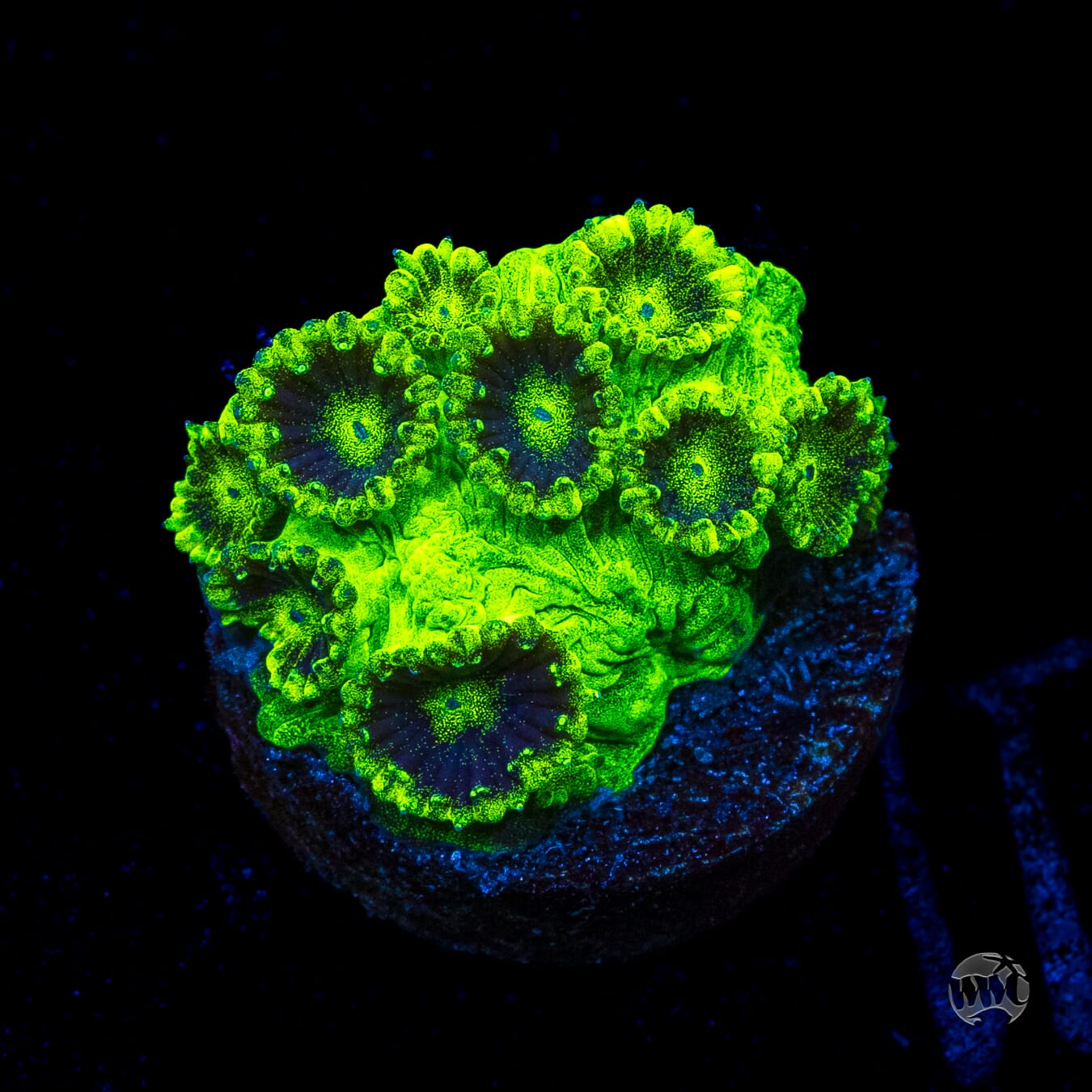 WWC Mint Chip Plesiastrea