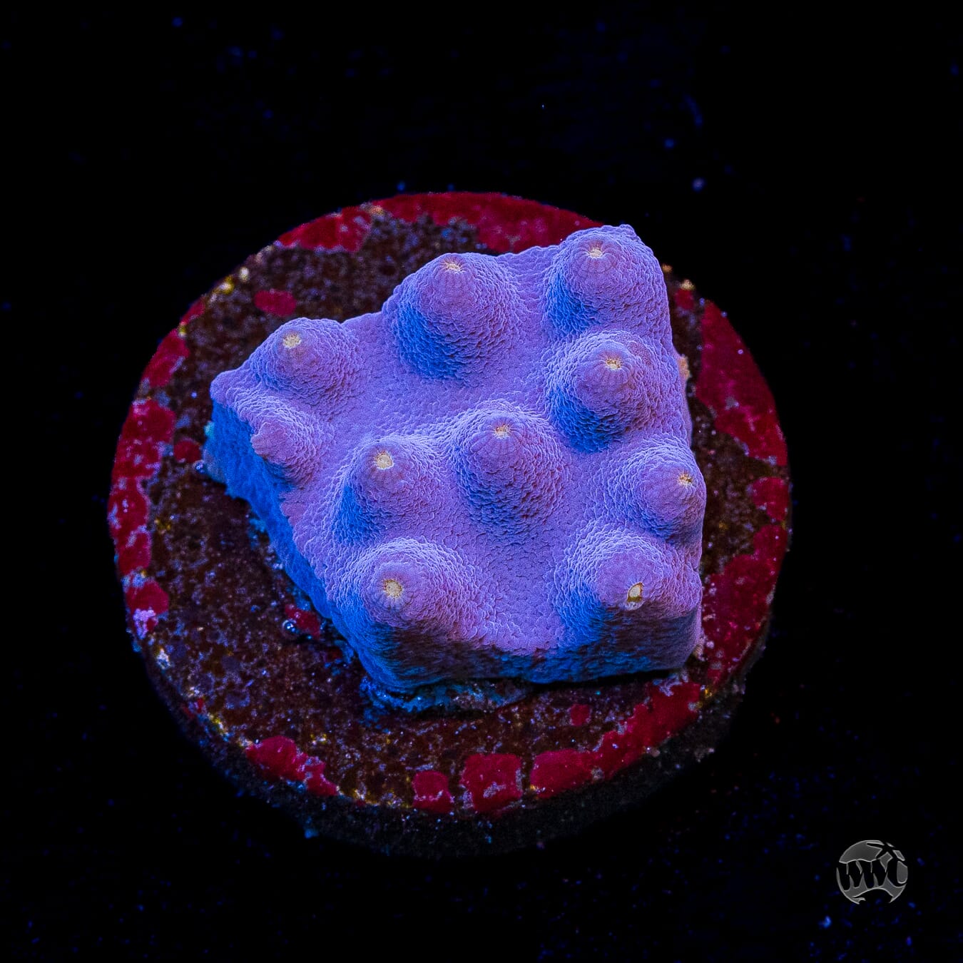 WWC Lakerz Turbinaria