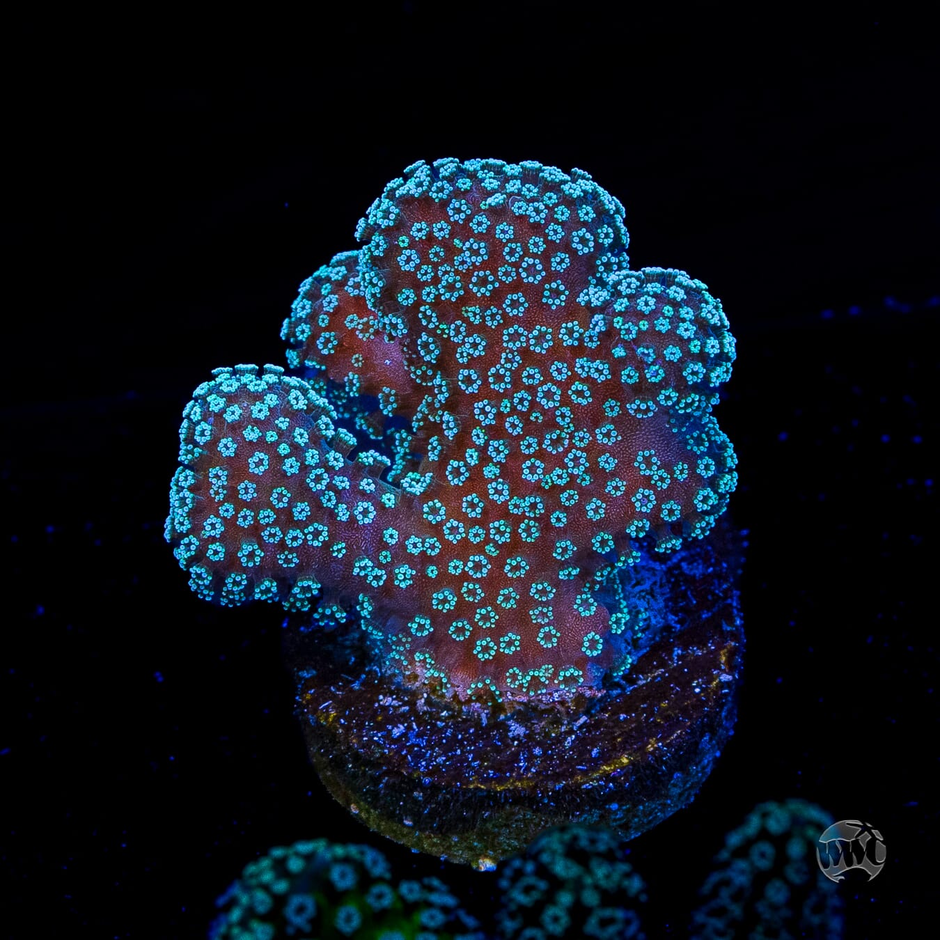 Tyree Rainbow Stylophora