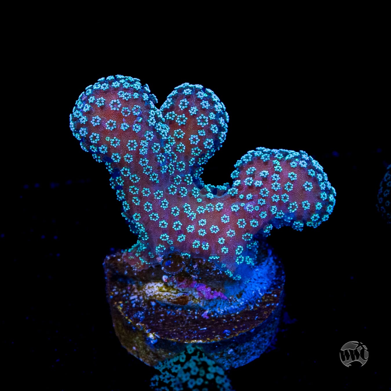 Tyree Rainbow Stylophora