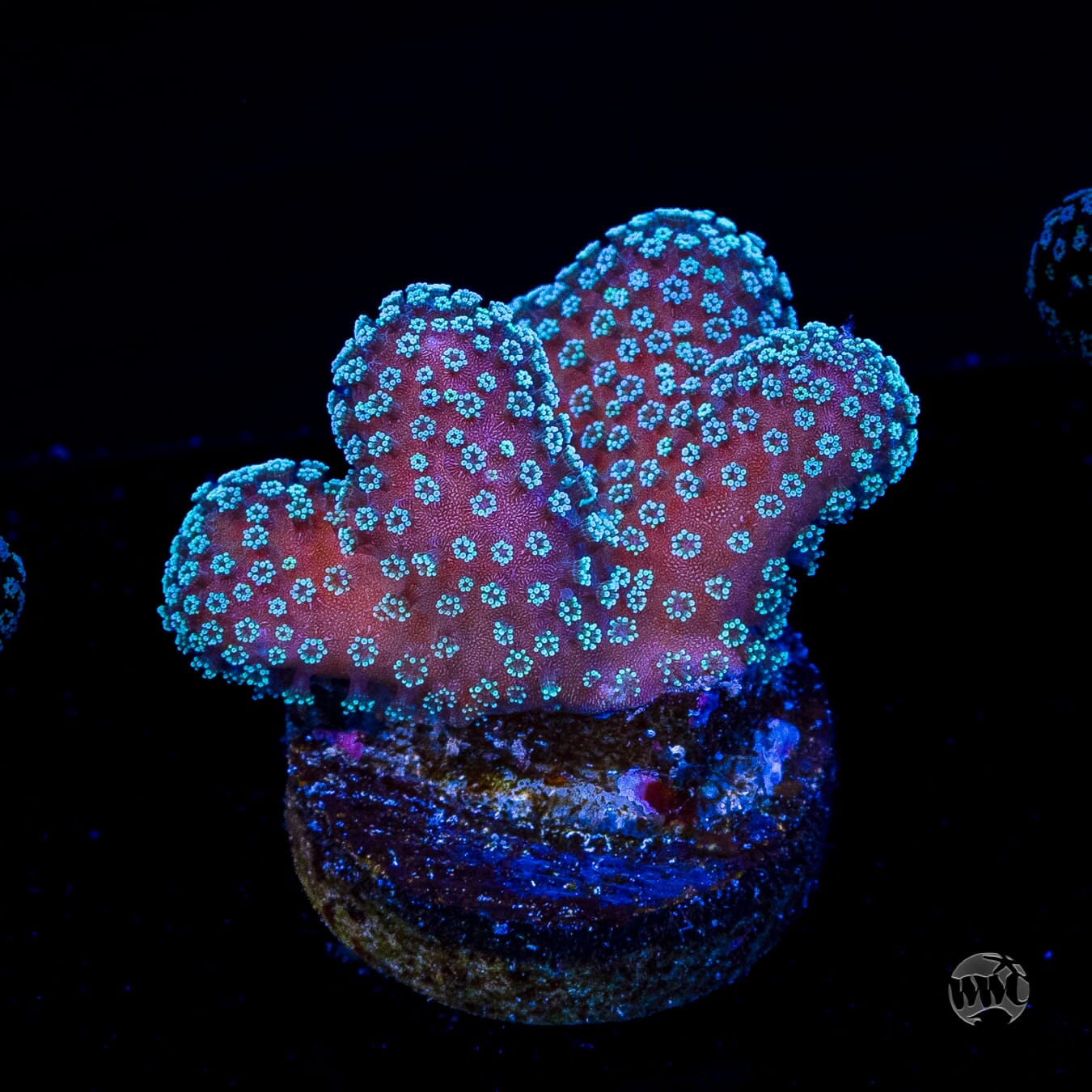 Tyree Rainbow Stylophora