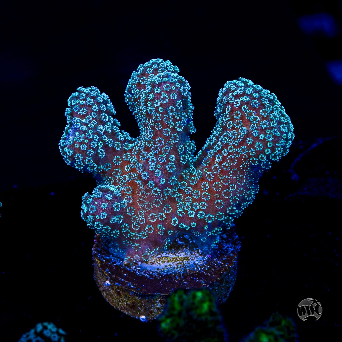 Tyree Rainbow Stylophora