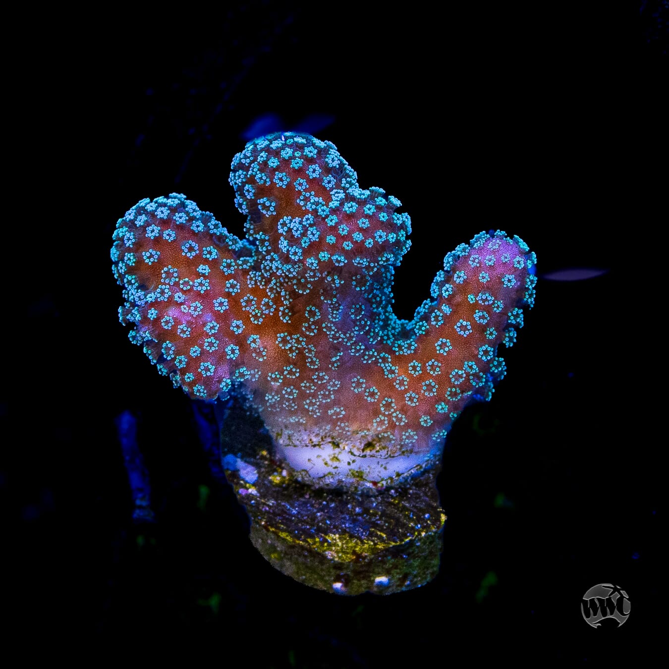 Tyree Rainbow Stylophora