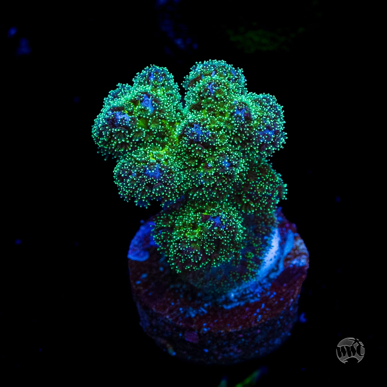 WWC Electric Pocillopora