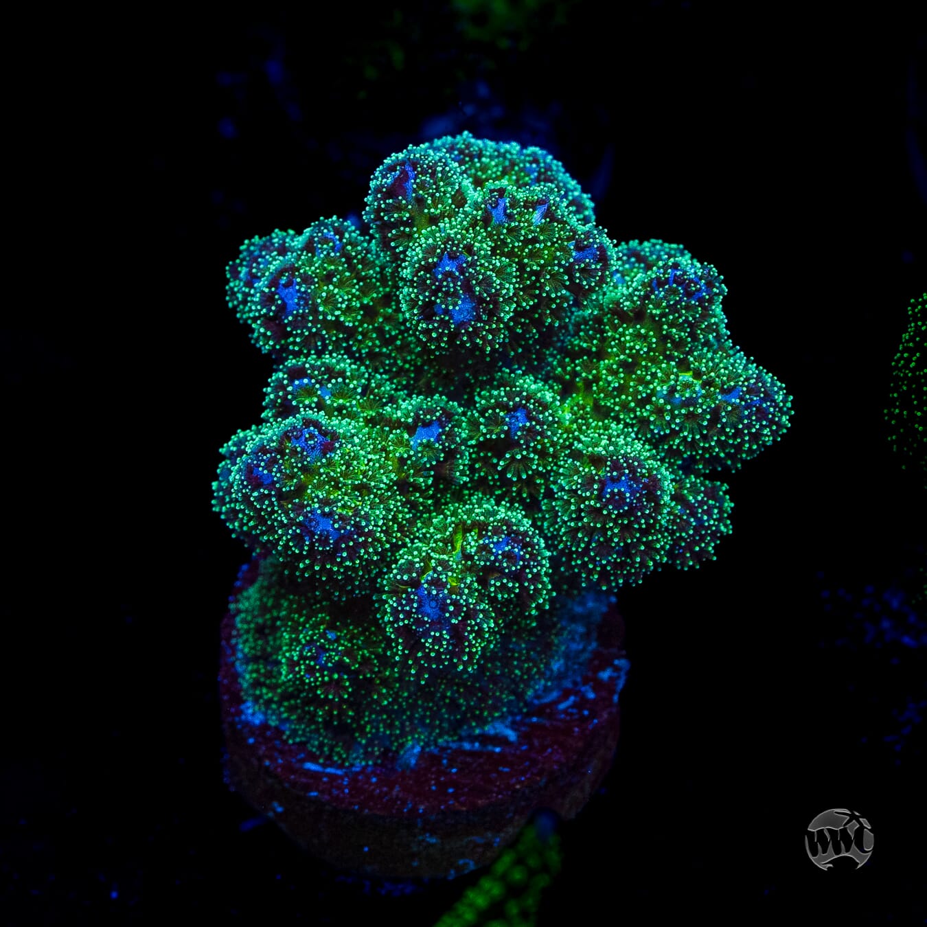 WWC Electric Pocillopora
