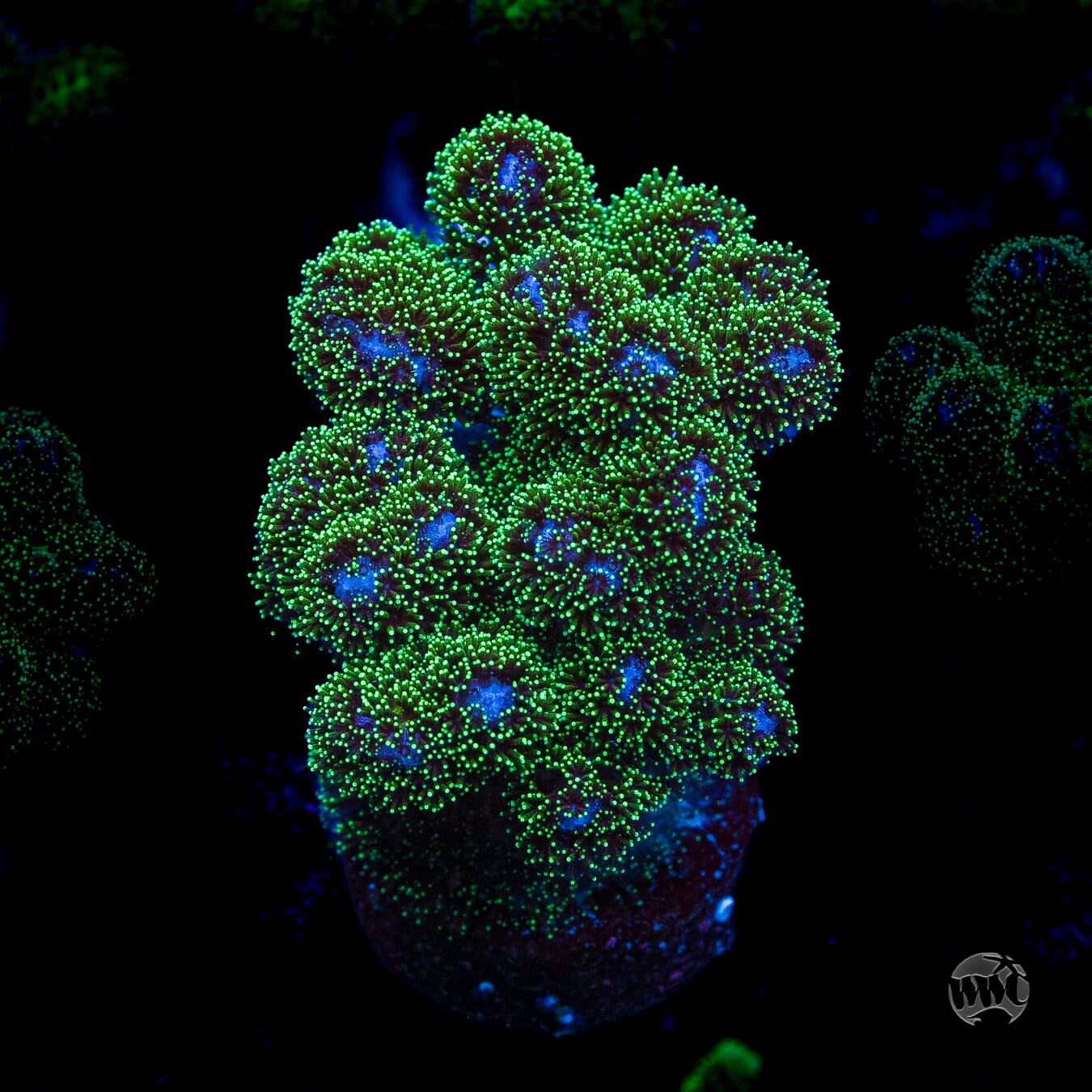 WWC Electric Pocillopora