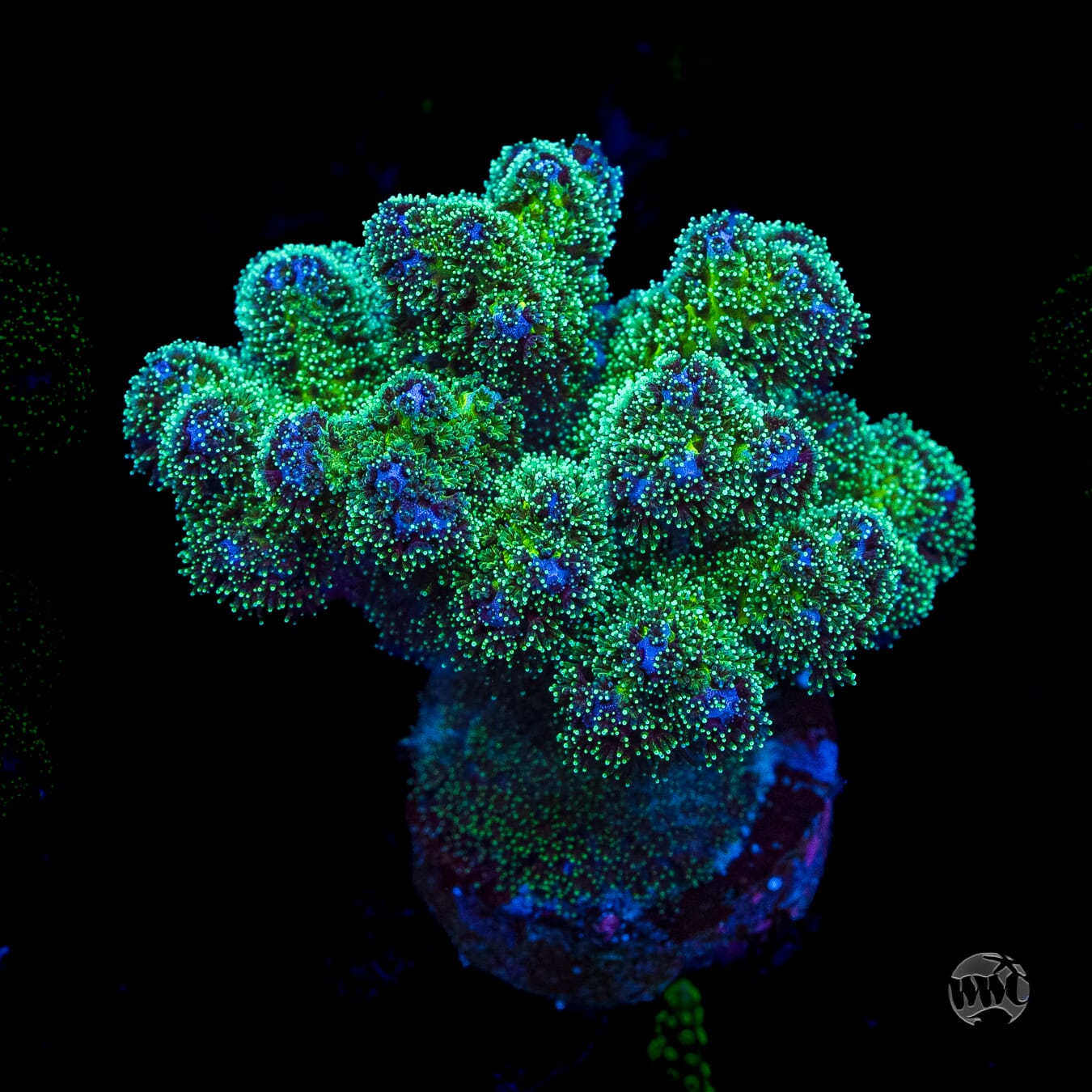 WWC Electric Pocillopora