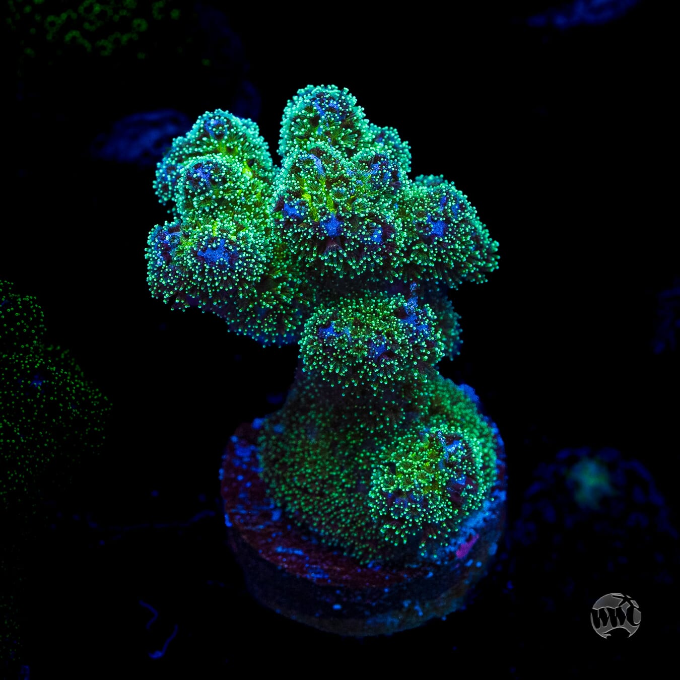WWC Electric Pocillopora