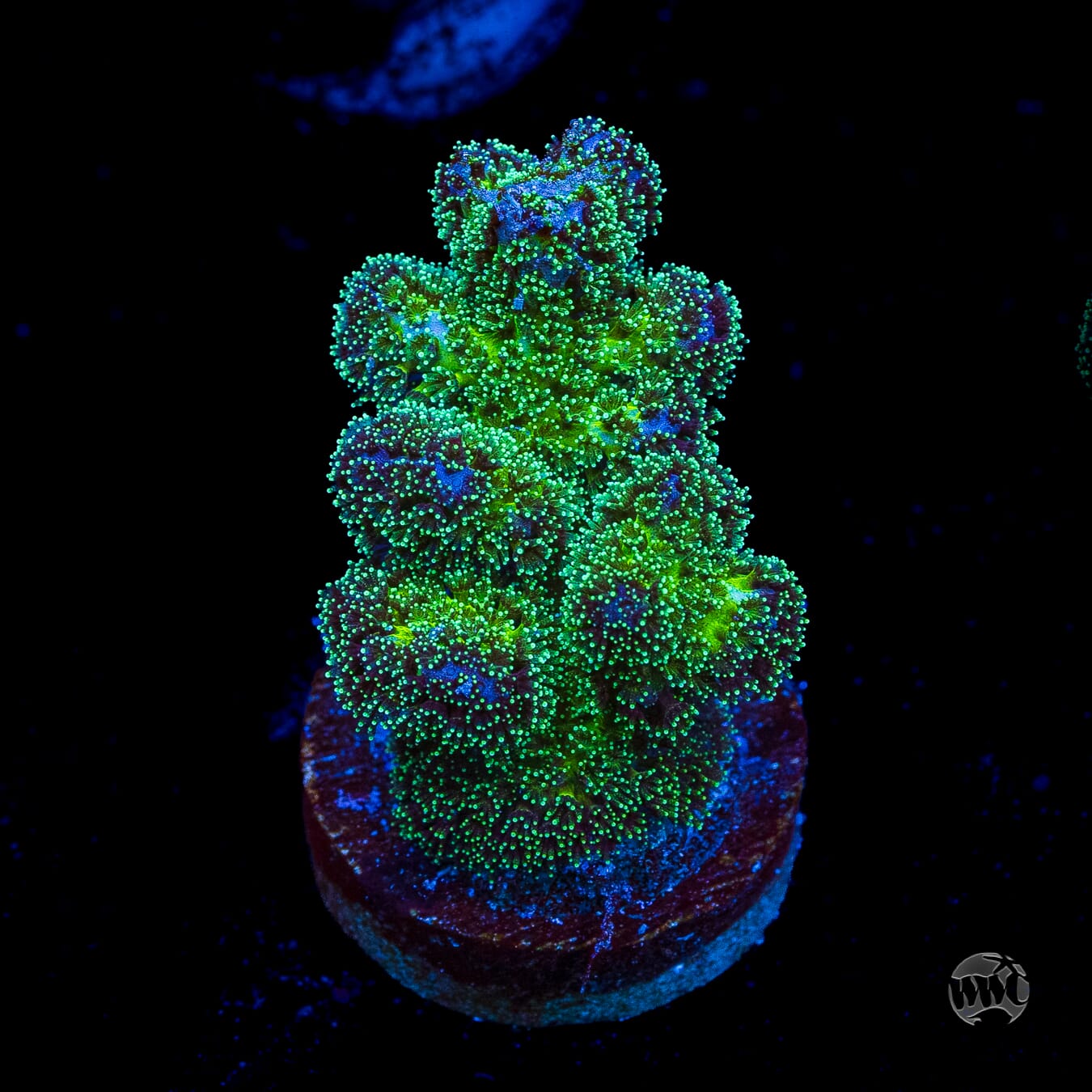 WWC Electric Pocillopora