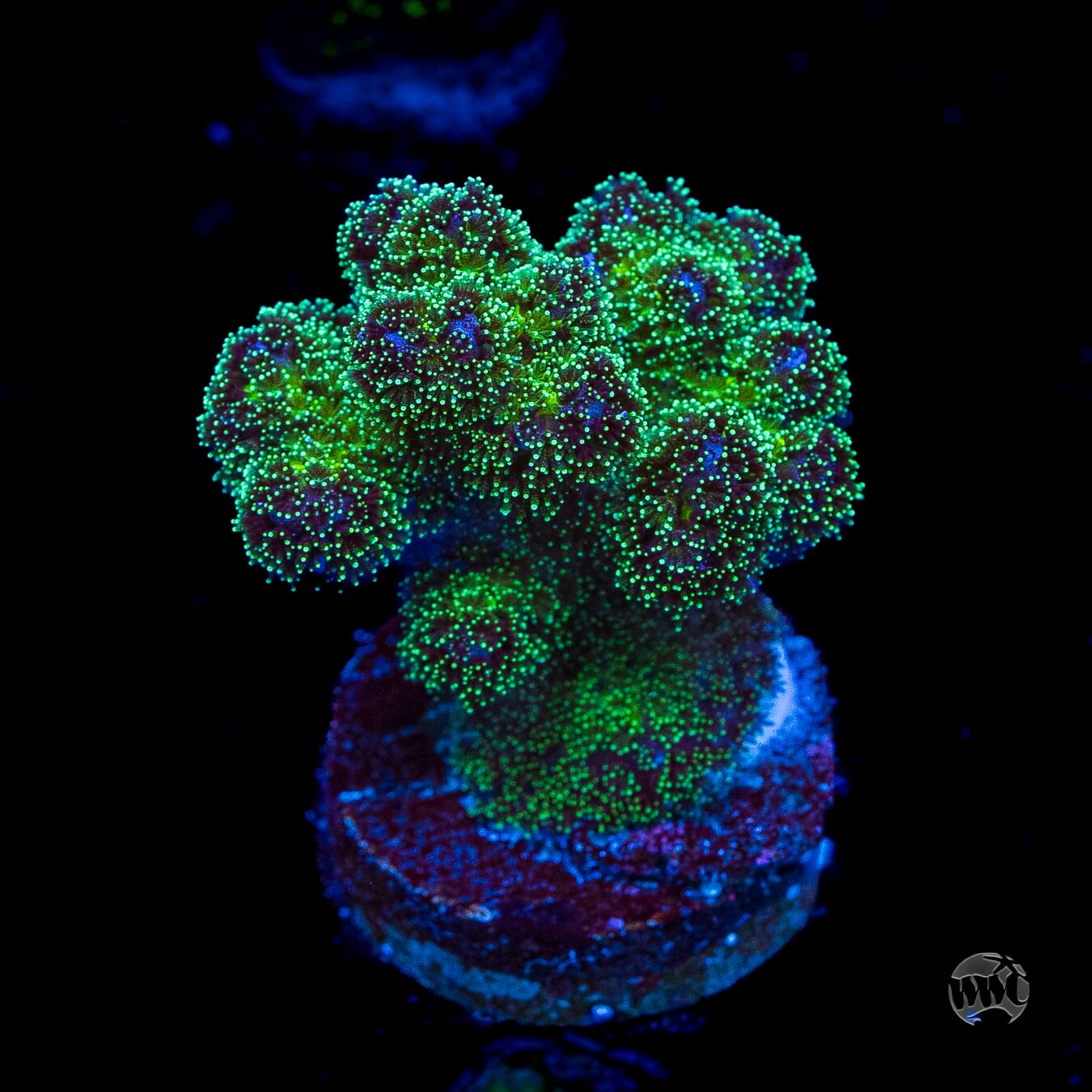 WWC Electric Pocillopora