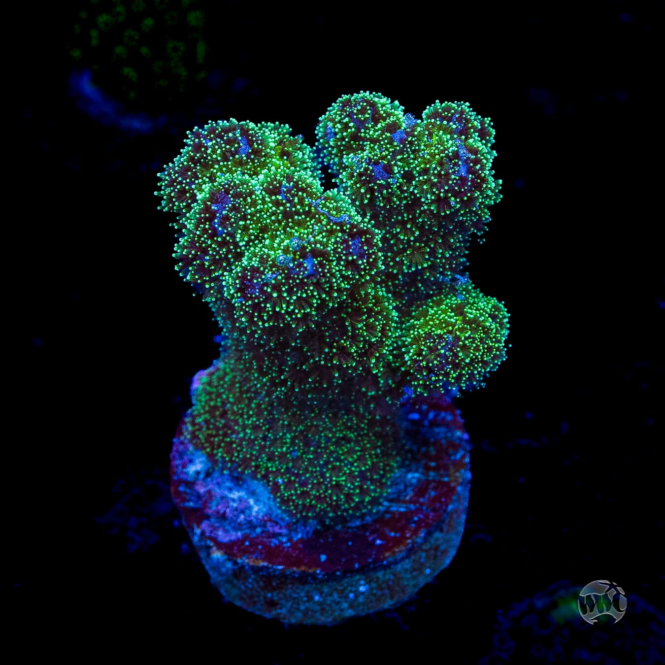 WWC Electric Pocillopora
