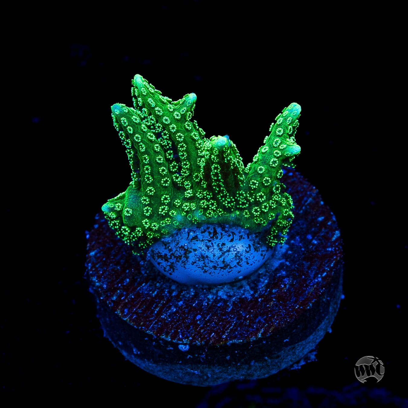RF Jade Dragon Birdsnest