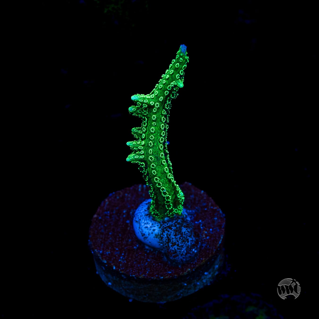 RF Jade Dragon Birdsnest