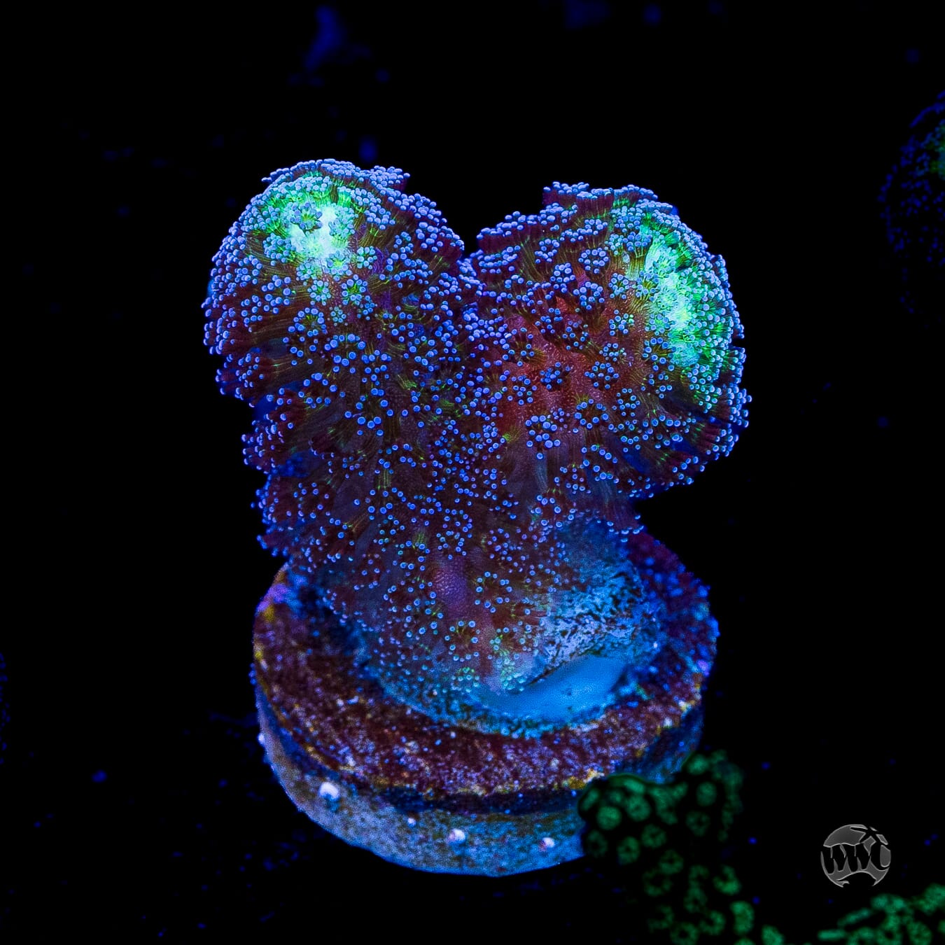 WWC Blue Stylophora